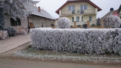 Zázračný živý plot v zime - január 2017