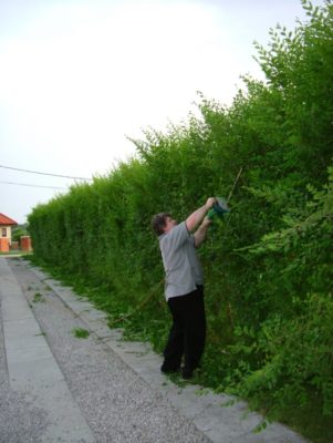 Fotogaléria zázračného živého plotu